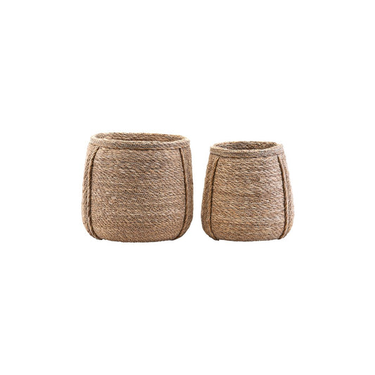 Cesta, Planta, Naturaleza
